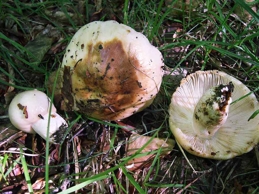 Russula foetens.